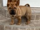 Shar Pei