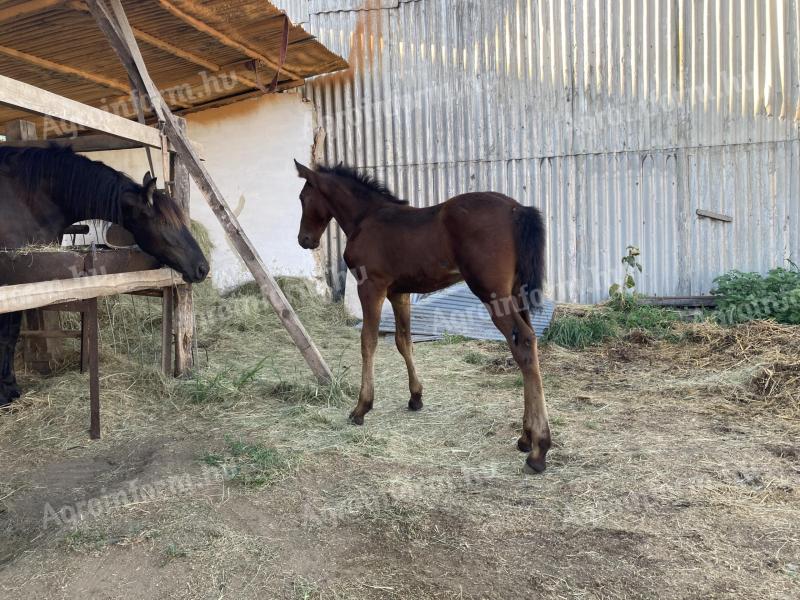 Választott csikó eladó