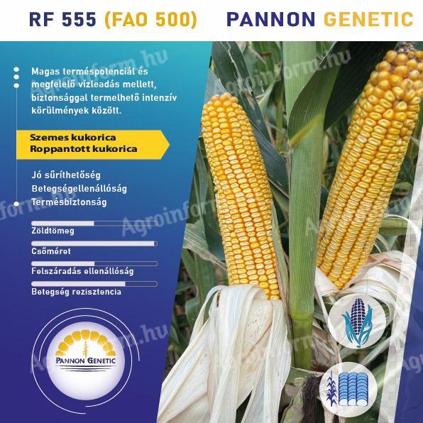 Pannon Genetic RF-555 (FAO 500) kettős hasznosítású kukorica vetőmag