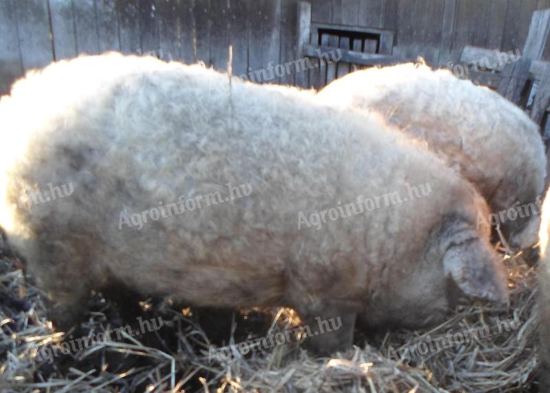 Mangalica hízók eladók