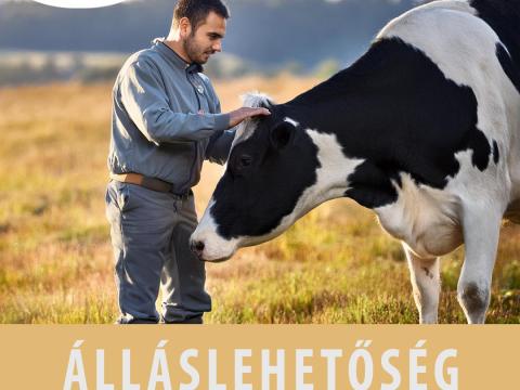 Szarvasmarha körmölő