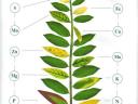 Réz lombtrágya költséghatékonyan,  rézhiányra,  rézhiány megelőzésére