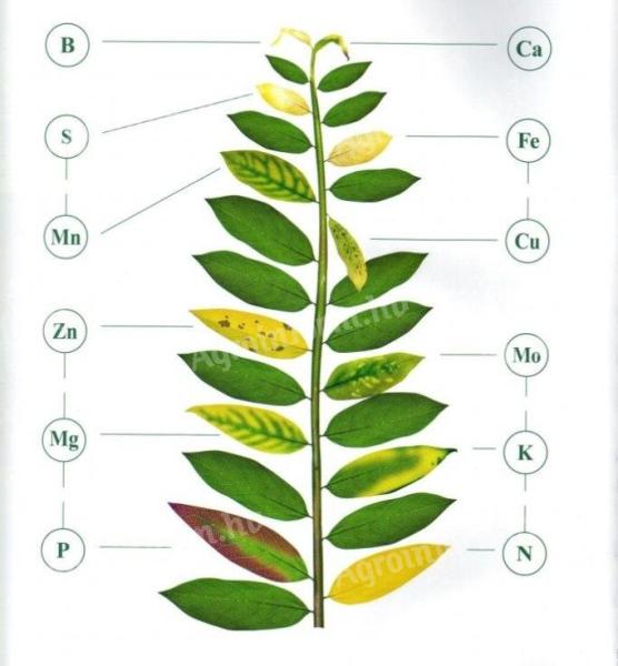 Réz lombtrágya költséghatékonyan,  rézhiányra,  rézhiány megelőzésére