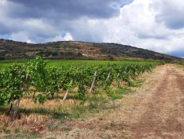 Visonta külterületén szőlőültetvény eladó