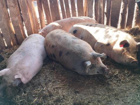 Hízók eladók Soltszentimrén Hízók eladók Soltszentimrén