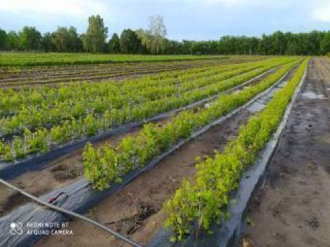 Irsai Olivér nemesgyökerű szőlő dugvány eladó Irsai Olivér nemesgyökerű szőlő dugvány eladó