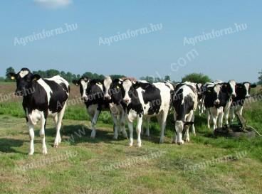 Vemhes Holstein üszőket keresek