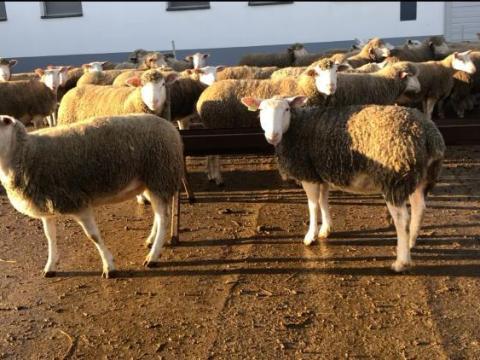 Eladó anyajuh Eladó anyajuh