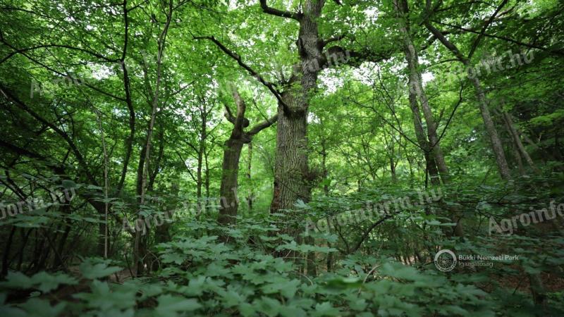 65 ha öreg tölgyerdő eladó Hajdú-Bihar vármegyében