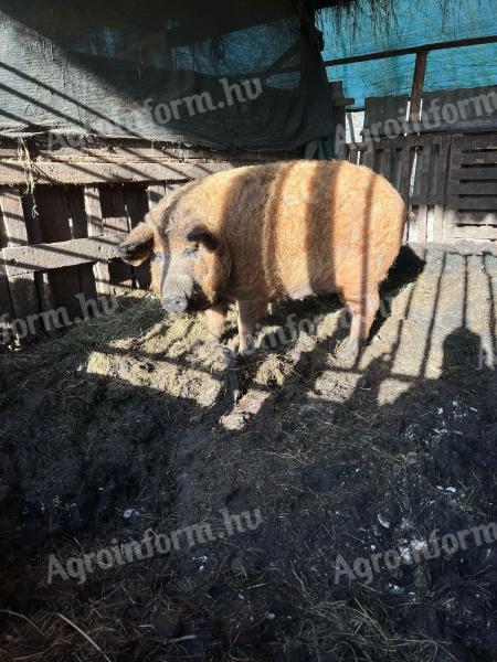 Eladó mangalica