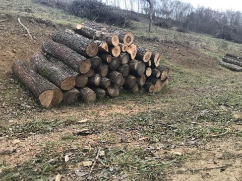 Féléves vágásból tűzifa Féléves vágásból tűzifa