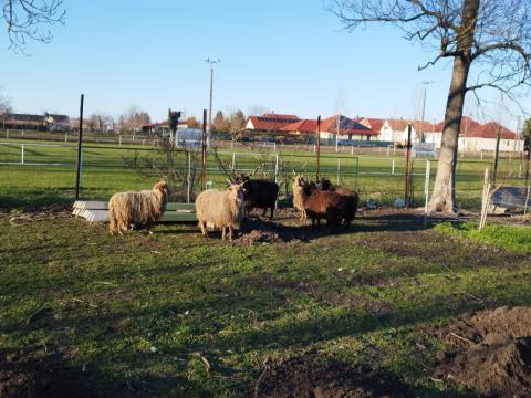 Racka bárányok Racka bárányok