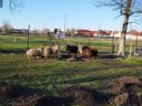 Racka bárányok eladók Győr-Moson-Sopron vármegyében