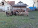 Racka bárányok eladók Győr-Moson-Sopron vármegyében