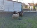 Racka bárányok eladók Győr-Moson-Sopron vármegyében