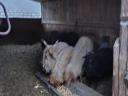 Racka bárányok eladók Győr-Moson-Sopron vármegyében