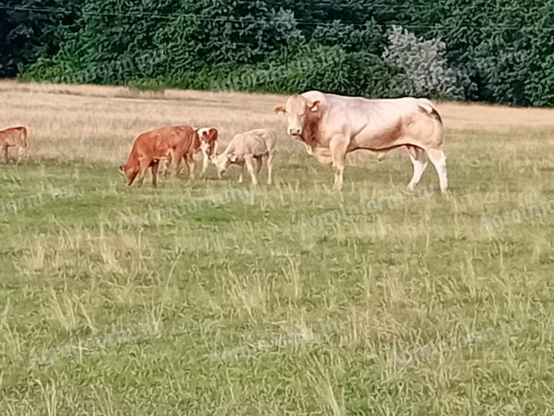 Marha mellett keresek munkát