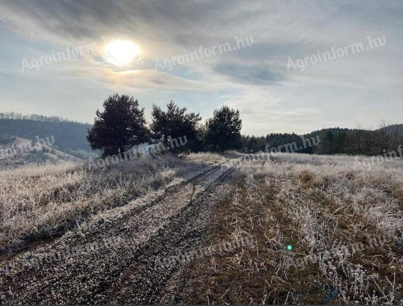 505 ha ősfás erdő eladó Borsod megyében, a szlovák határ mellett