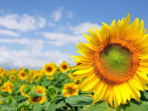 HO napraforgó lombtrágya réz-kén-kálium-bór-cink gombaölő hatással HO napraforgó lombtrágya réz-kén-kálium-bór-cink gombaölő hatással