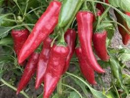 Fűszerpaprika,  paradicsom C-komplex lombtrágya Dr. Szakál Pál lombtrágya Győrszentiván