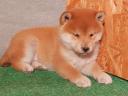 Shiba Inu jellegű kölykök