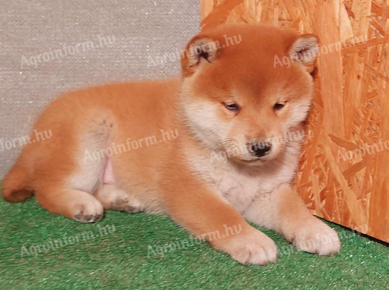 Shiba Inu jellegű kölykök