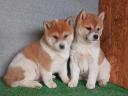 Shiba Inu jellegű kölykök