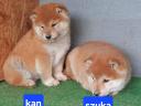 Shiba Inu jellegű kölykök