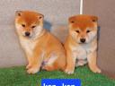 Shiba Inu jellegű kölykök