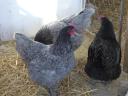 Australorp (ausztralorp) csibe,  csirke,  naposcsibe