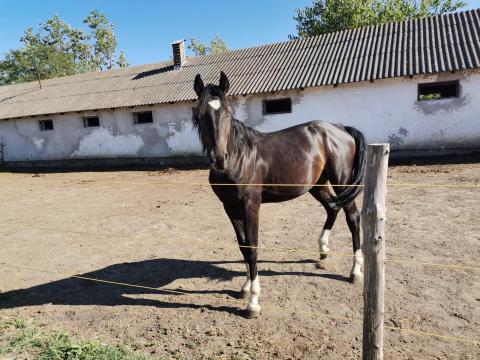 Magyar sportló Magyar sportló