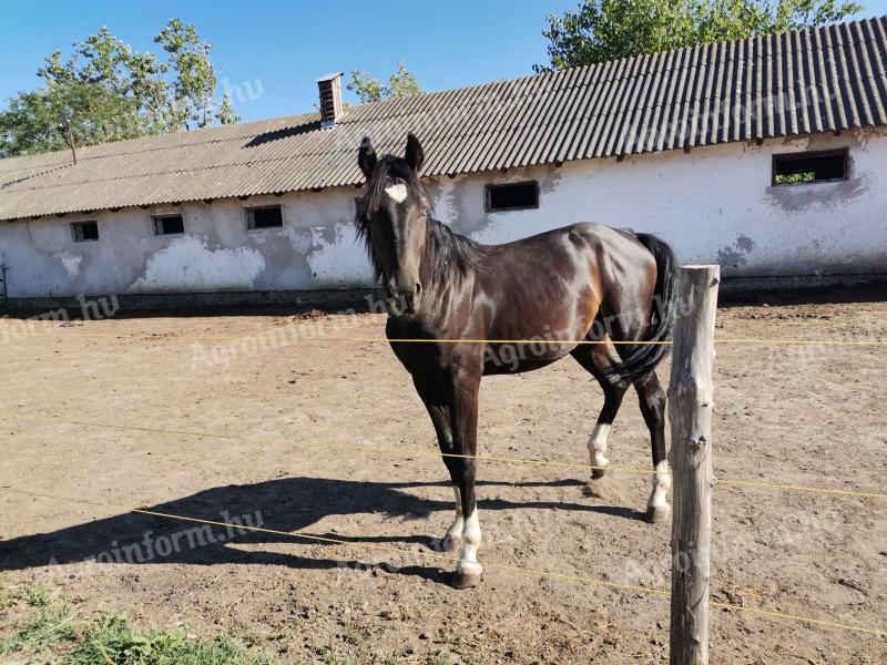 Magyar sportló
