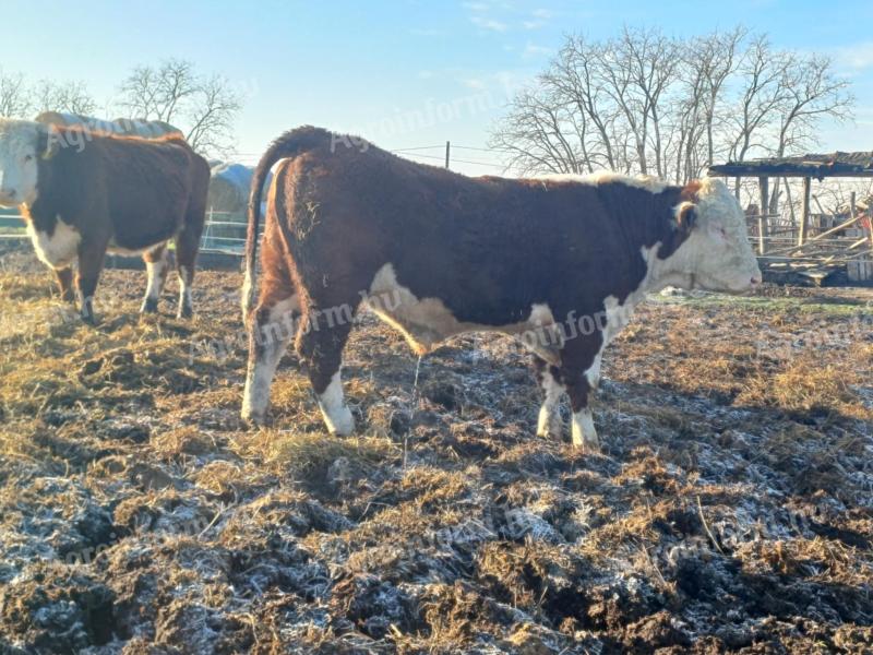 Hereford tenyészbikák eladók