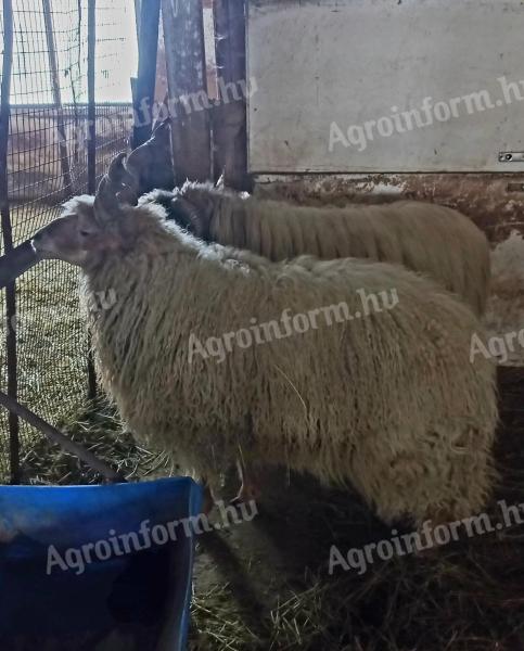 Eladó rackák (anya és kos) és egy dorper keverék kos
