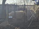 Mangalica hízó,  2 évig takarmányon és egy kevés száraz kenyéren hízlalt,  1200 Ft/kg