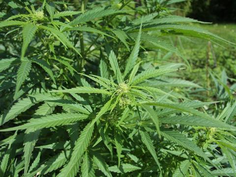 Kender lombtrágya,  növénykondicionáló,  műtrágya