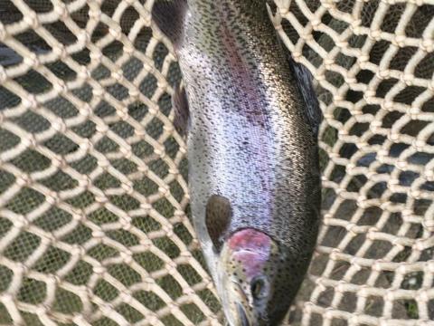 Szivárványos pisztráng, lazacpisztráng