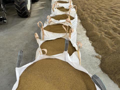 Bio lucernamag, Szarvasi AS-3 tisztított, rostált – prémium öko vetőmag Bio lucernamag, Szarvasi AS-3 tisztított, rostált – prémium öko vetőmag