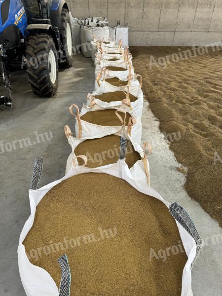Bio lucernamag, Szarvasi AS-3 tisztított, rostált – prémium öko vetőmag
