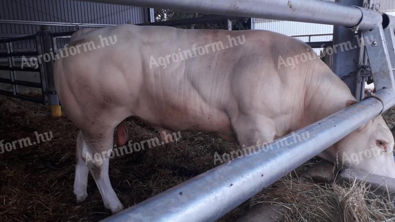 Blonde d'Aquitaine tenyészbikák eladók