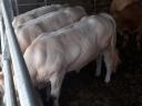 Blonde d'Aquitaine tenyészbikák eladók