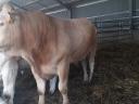 Blonde d'Aquitaine tenyészbikák eladók
