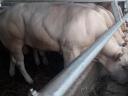 Blonde d'Aquitaine tenyészbikák eladók