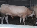 Blonde d'Aquitaine tenyészbikák eladók