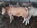 Blonde d'Aquitaine tenyészbikák eladók
