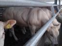 Blonde d'Aquitaine tenyészbikák eladók