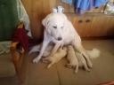 Törzskönyvezett Kuvasz szuka (leány) igényeseknek