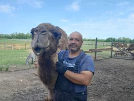 Alpaka- és birkanyírást vállalok