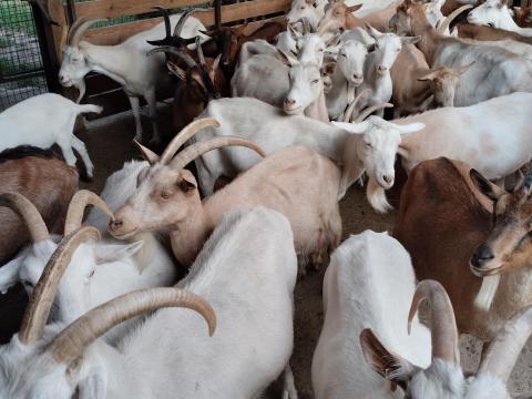 Családi gazdaság keres munkatársakat Családi gazdaság keres munkatársakat