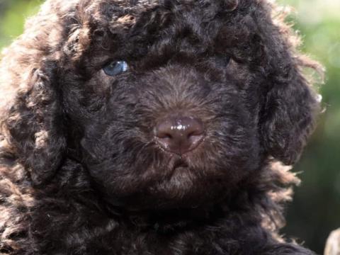 Kiskutya,  Lagotto Romagnolo Kiskutya,  Lagotto Romagnolo